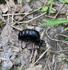 Meloe brevicollis