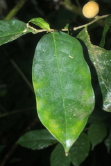 Piparea multiflora