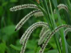 Carex randalpina