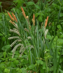 Carex randalpina