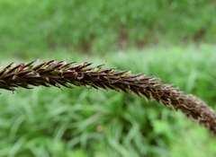 Carex randalpina