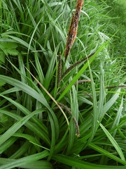 Carex randalpina