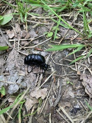 Meloe brevicollis