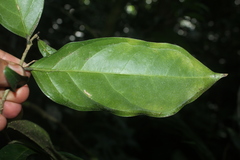 Piparea multiflora