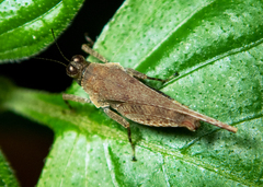 Systolederus cinereus