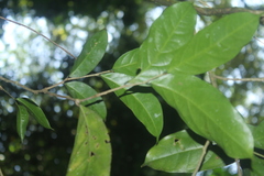 Piparea multiflora