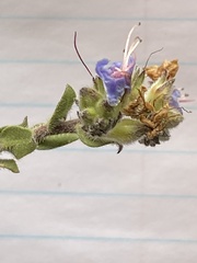 Lobostemon echioides