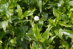 Gymnocoronis spilanthoides