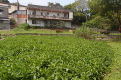 Gymnocoronis spilanthoides