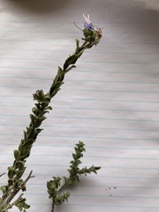 Lobostemon echioides