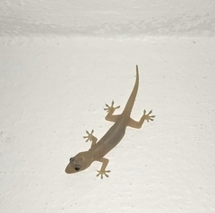 Hemidactylus mabouia