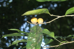 Piparea multiflora