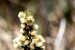 Baccharis pteronioides