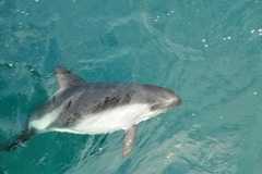 Sagmatias australis