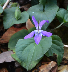 Viola hirta