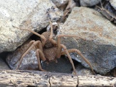 Sicarius thomisoides