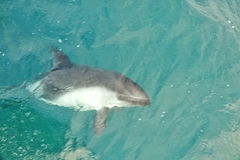 Sagmatias australis