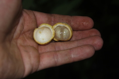 Piparea multiflora