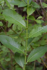 Salix appendiculata