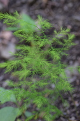 Asparagus tenuifolius