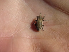 Scaphomorphus
