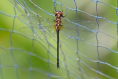 Hemicordulia asiatica