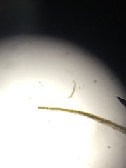 Dicranum howellii