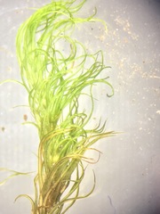 Dicranum howellii