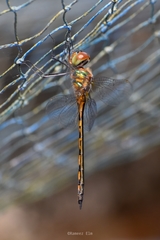 Hemicordulia asiatica