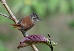 Leptasthenura setaria