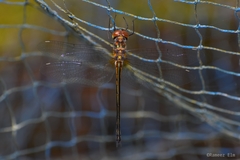 Hemicordulia asiatica