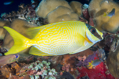 Masked Rabbitfish photo 5