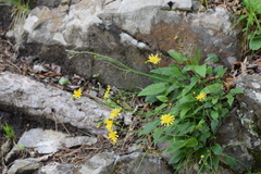Hieracium bifidum