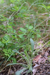 Leontodon tenuiflorus