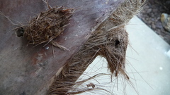 Litoprosopus futilis