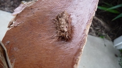 Litoprosopus futilis