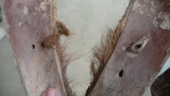 Litoprosopus futilis