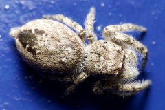 Metaphidippus albopilosus