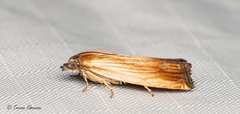 Eucosma umbrastriana