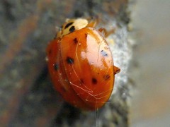 Harmonia axyridis