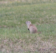 Urocitellus undulatus