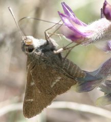 Atrytonopsis pittacus