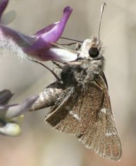 Atrytonopsis pittacus