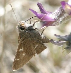 Atrytonopsis pittacus
