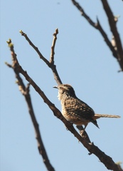 Campylorhynchus