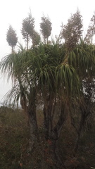 Beaucarnea recurvata