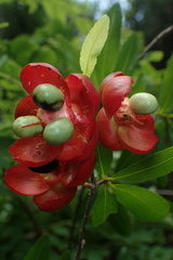 Ochnaceae