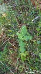 Asclepias amplexicaulis