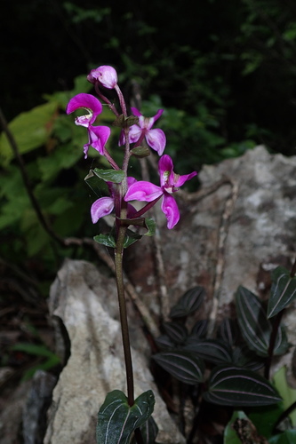 Disperis erucifera image