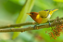 Hemithraupis ruficapilla